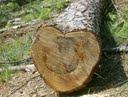 Billy's Affordable Tree Service logo