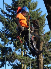 Blue Sky Tree Care, LLC logo