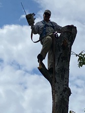 David’s tree service  logo
