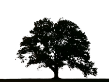 Avatar for Cutting Edge Augusta, LLC