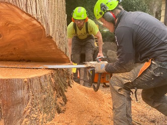 Olsen Tree Service logo