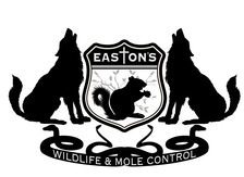 Avatar for Easton's Wildlife and Mole Control