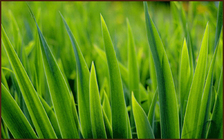 Grassy Knoll Lawn Care logo
