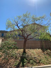 Avatar for Green Oak Tree Care