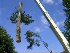 Avatar for Acadiana Tree Service and Stump Removal