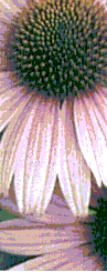 Perennial Place Landscape & Design logo