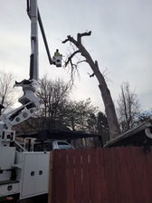 Logo for Sinai Tree Service, LLC