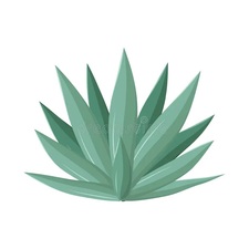Logo for Blue Agave Landscape