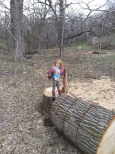 Avatar for Humbert Tree Services - 3 Photos - Local Service - Mount Horeb, WI 53572