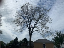 Kirkwood Tree Experts logo