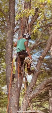 Avatar for Catamount Tree Service
