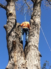 Miracle Tree Service logo