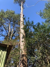 Jr. Dubon Landscaping & Tree Removal logo