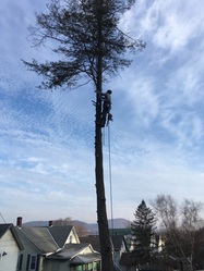 All-Pro Tree Service, LLC logo