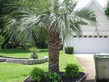 Logo for Triple P  Landscape Design