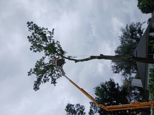 Logo for TREE DIVISION LLC