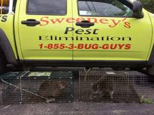 Avatar for Sweeney's Pest Elimination