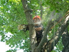 SKJ Tree Removal logo