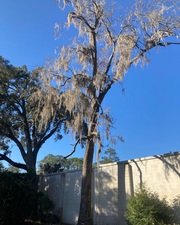 Avatar for Absolutely Tree and Land Care