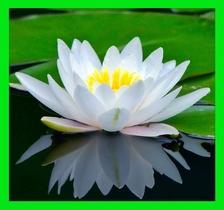 White Lotus Cleaning Service logo