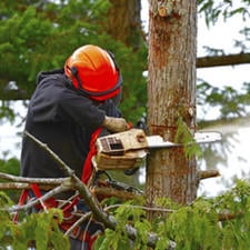 Montpelier Tree Service logo