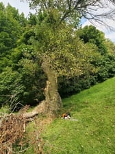 Tim's Tree Service logo