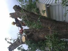 Ruben Tree Services, LLC logo