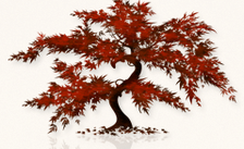 Avatar for Loredo's Landscape & Lawn Maintenance