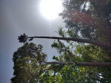 Perez Vasquez Tree Service, Inc. logo