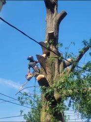 TLC Tree & Landscaping Care logo