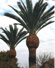Avatar for Garibay's Tree Service