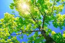 Arborman Tree Care, LLC logo