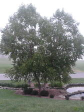 Pest & Landscape Solutions, LLC logo