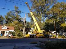 Avatar for Molina's Tree Service and Landscaping