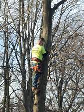 Logo for The Tree Surgeon