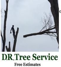 Avatar for D. R. Tree Service, LLC