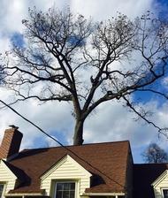 Logo for Huber Tree Service - Home Facebook