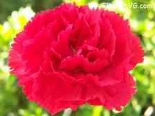 Avatar for Carnation Professional Cleaning Experts