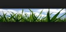 Avatar for Affordable Lawn Care Services