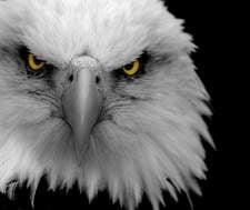 Avatar for Eagle Eye Protection, LLC