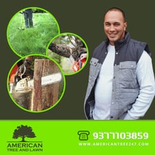 Avatar for American Tree and Lawn Service