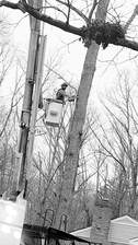 Avatar for Blankenship's Tree Removal & Services