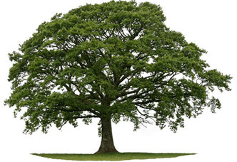 Bama's Tree Care, Inc logo
