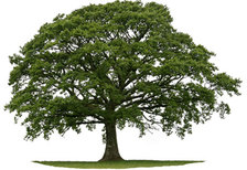 Avatar for Bama's Tree Care, Inc