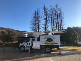 Arboles Care Tree Service, Inc. logo