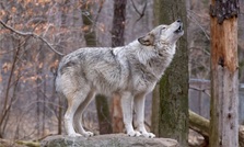 Timber Wolf Forestry logo