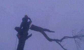 Sky Guy Tree Service logo