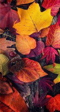 Avatar for All 4 Seasons Tree & Landscapes