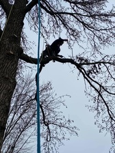Logo for Sizemore Tree Care