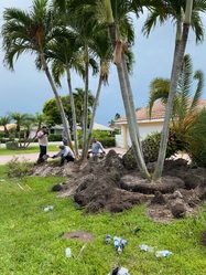 Orlando Landscape Inc. and Tree Service. logo